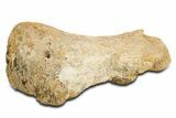 Agatized Dinosaur Toe Bone (Gembone) - New Mexico #340124-1